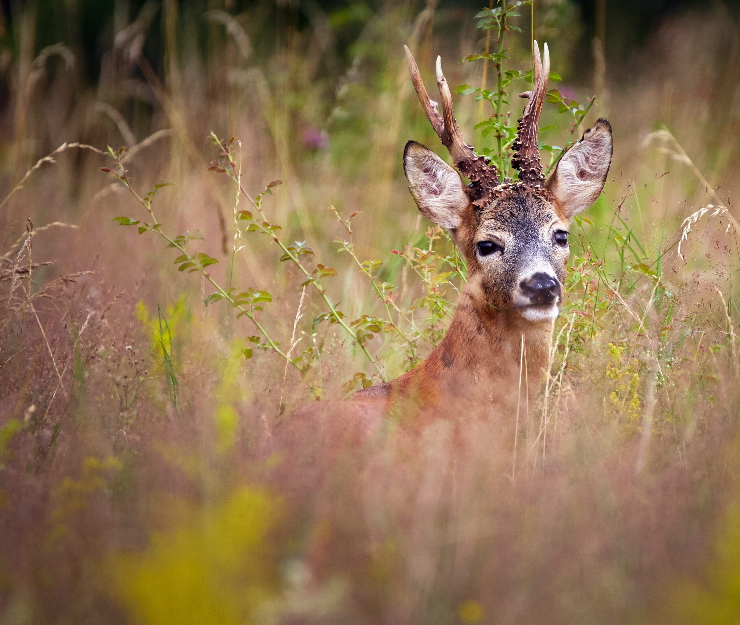Reh im Feld