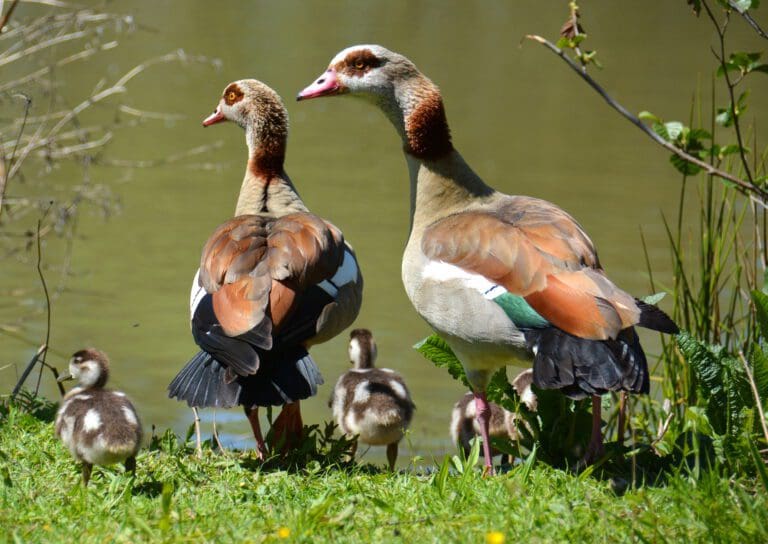 Nilgänse