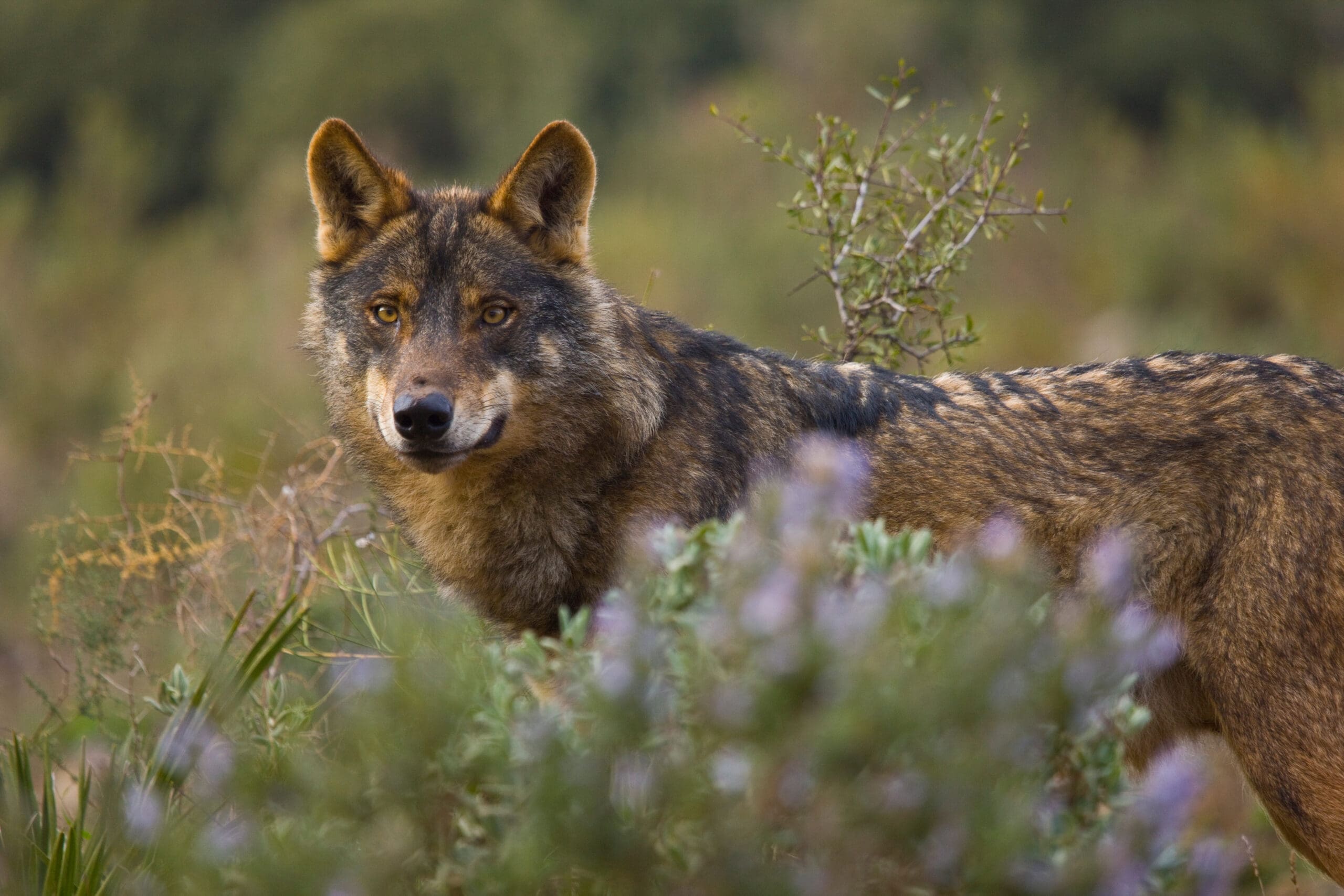 Wolf in Wiese